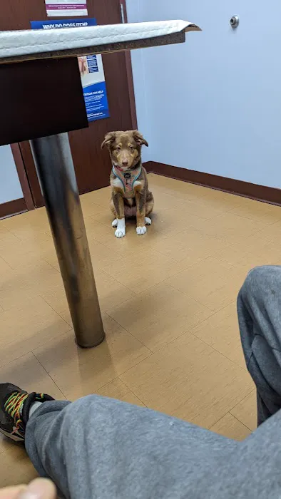 Compassionate Care Veterinary Hospital Picture 7