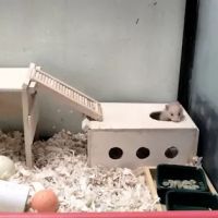 Mondo's PET DEPOT ico
