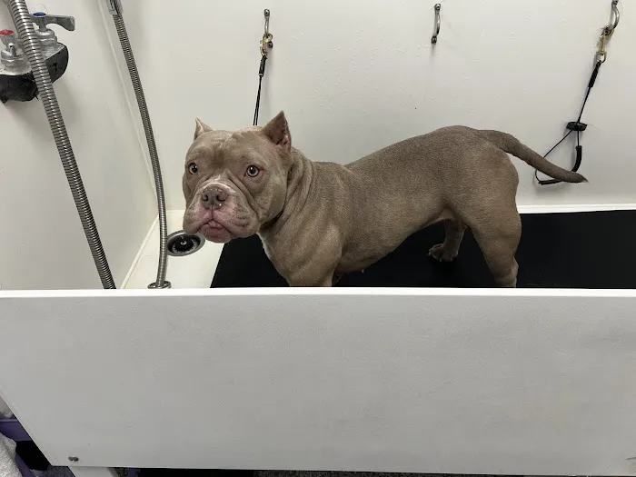 Mondo's PET DEPOT Picture 8