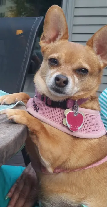 Companion Animal Hospital Picture 7