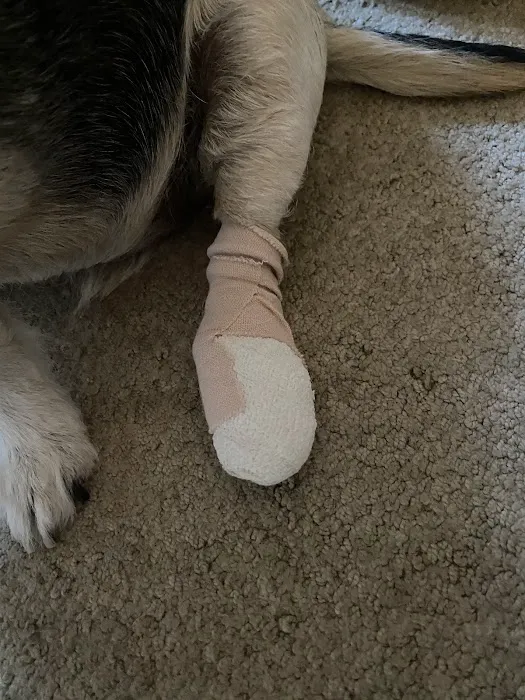 Companion Animal Hospital Picture 1