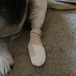 Companion Animal Hospital