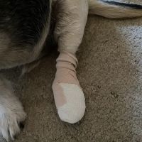 Companion Animal Hospital ico