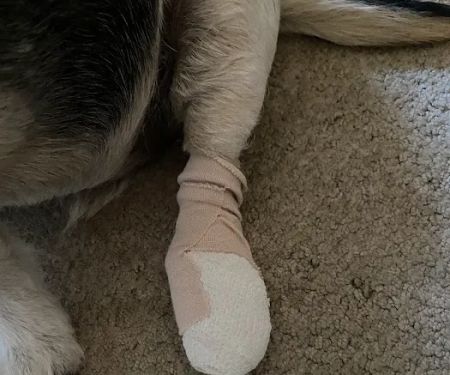 Companion Animal Hospital