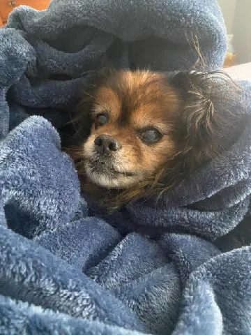 Companion Animal Hospital Picture 4