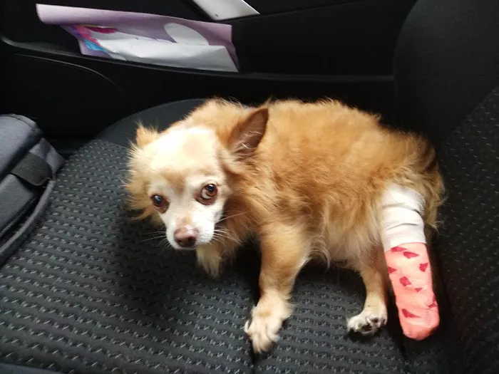 Companion Animal Hospital Picture 2