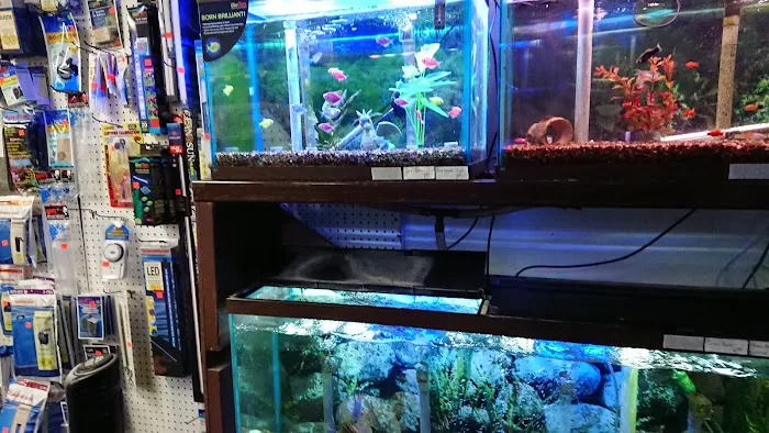 Indoor Fins Aquatic Pets Picture 5