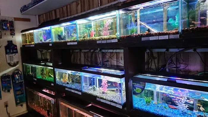Indoor Fins Aquatic Pets Picture 4