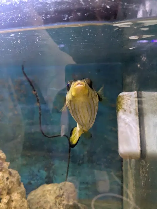 Indoor Fins Aquatic Pets Picture 1