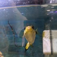 Indoor Fins Aquatic Pets ico