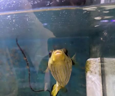 Indoor Fins Aquatic Pets