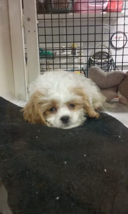 Faribault Animal Center Picture 3