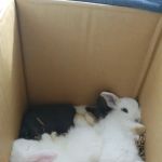 Faribault Animal Center