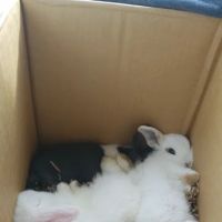 Faribault Animal Center ico