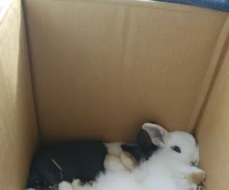 Faribault Animal Center