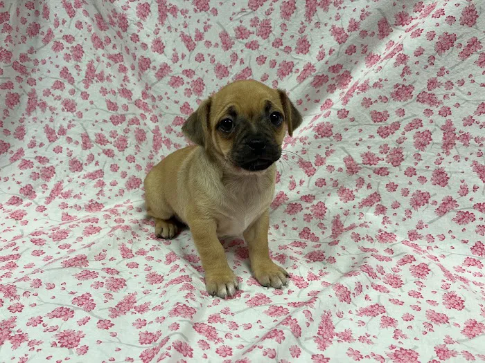 Faribault Animal Center Picture 8