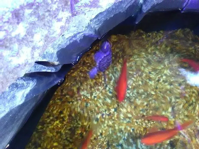 Uncle Earl's Pet Center Picture 4
