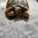 Happy Tails Pet Store