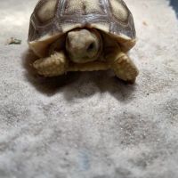 Happy Tails Pet Store ico