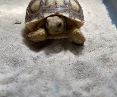 Happy Tails Pet Store