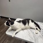 Aqueduct Animal Hospital