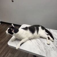 Aqueduct Animal Hospital ico
