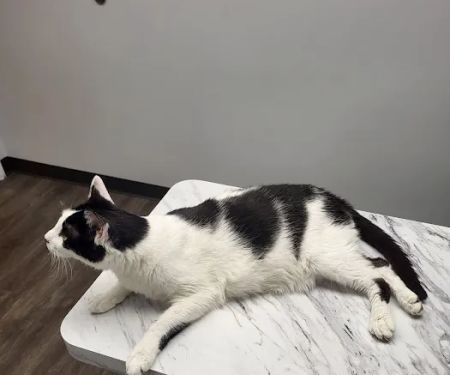 Aqueduct Animal Hospital