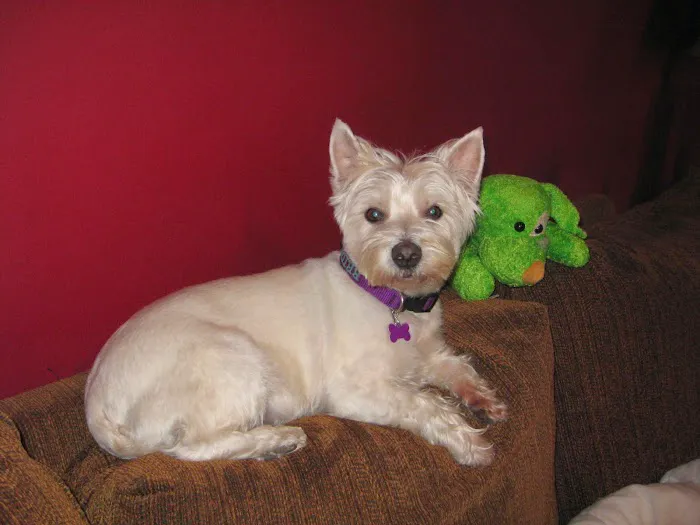 Aqueduct Animal Hospital Picture 7