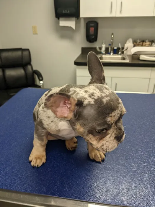 Aqueduct Animal Hospital Picture 6