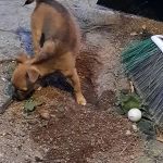 Pets & Fish