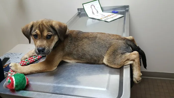 Glenville Veterinary Clinic Picture 4