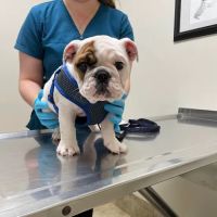 Glenville Veterinary Clinic ico
