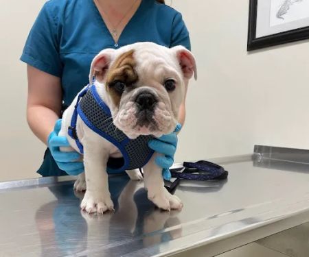 Glenville Veterinary Clinic