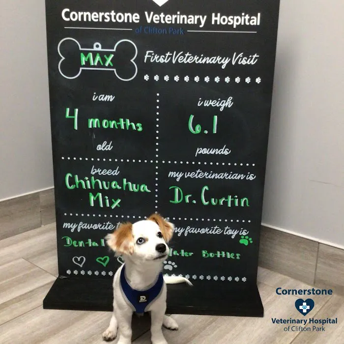 Cornerstone Veterinary Hospital of Clifton Park Picture 3