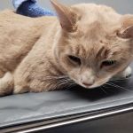 Cornerstone Veterinary Hospital of Clifton Park