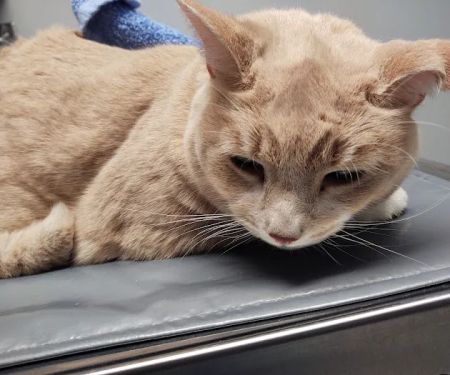 Cornerstone Veterinary Hospital of Clifton Park