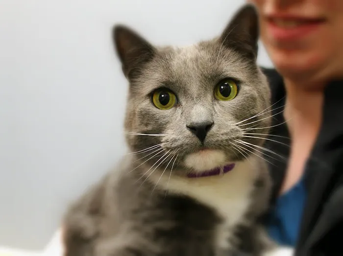 Cornerstone Veterinary Hospital of Clifton Park Picture 10