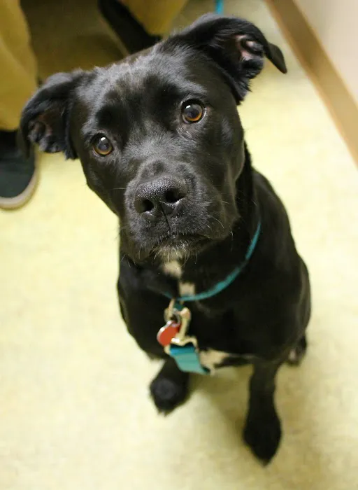 Cornerstone Veterinary Hospital of Clifton Park Picture 4