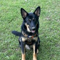 Veterinary Specialties Referral Center ico