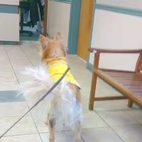 Halfmoon Veterinary Hospital ico