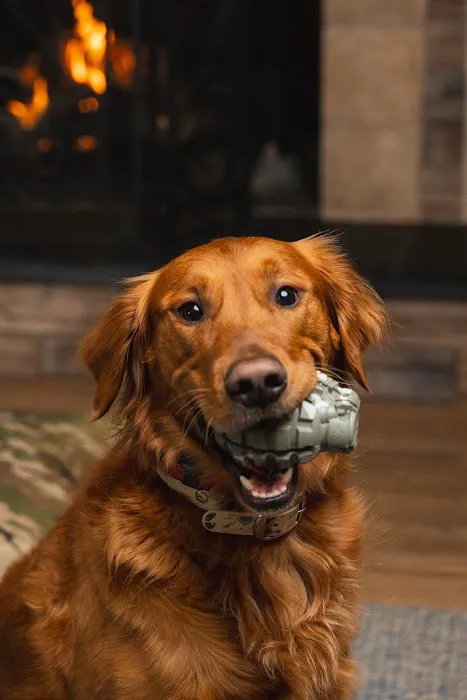 The Naughty Dog Picture 1