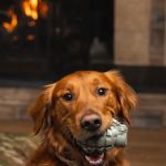 The Naughty Dog