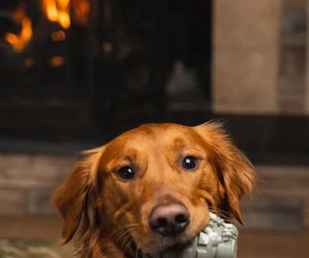 The Naughty Dog