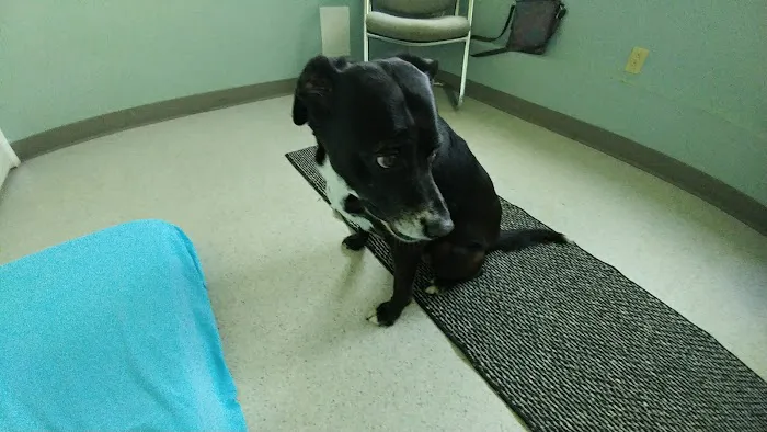 Holistic Veterinary Center PC Picture 1