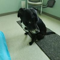 Holistic Veterinary Center PC ico
