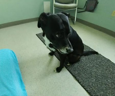 Holistic Veterinary Center PC