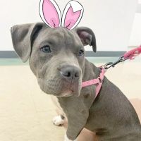 Milford Animal Hospital ico