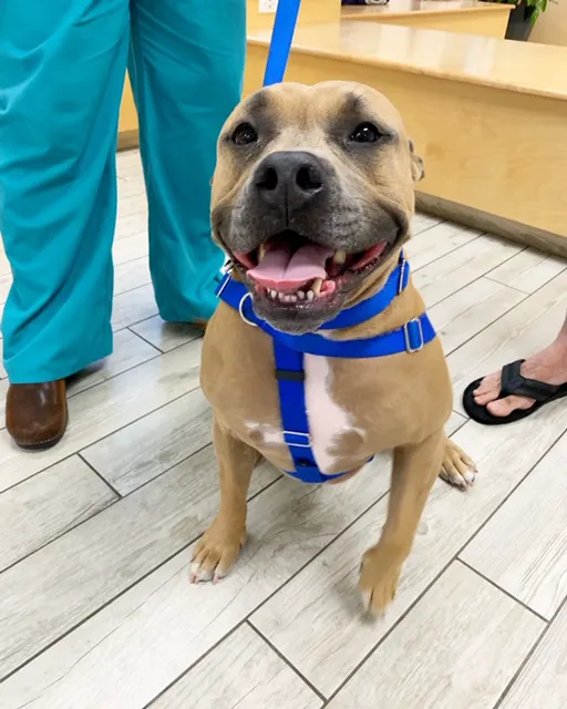 Milford Animal Hospital Picture 2