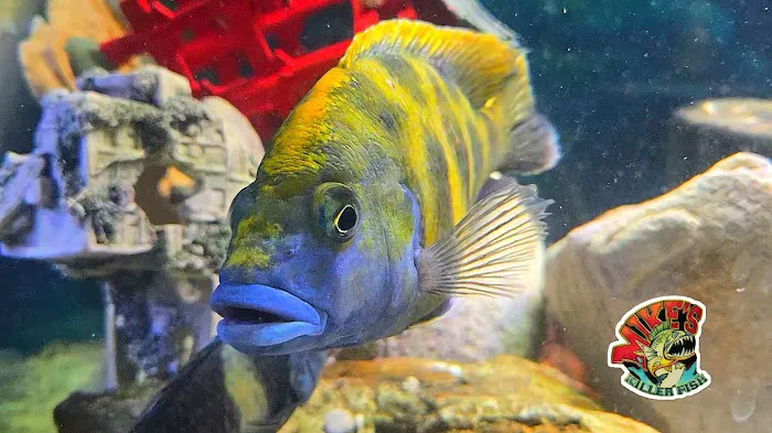 Mike's Killer Fish Picture 3