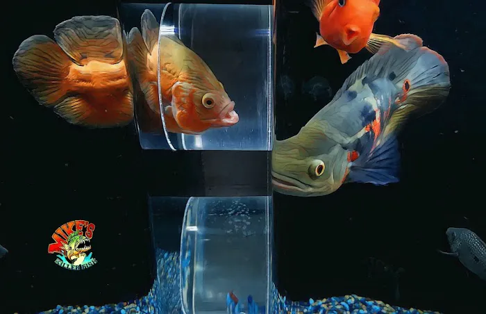 Mike's Killer Fish Picture 2